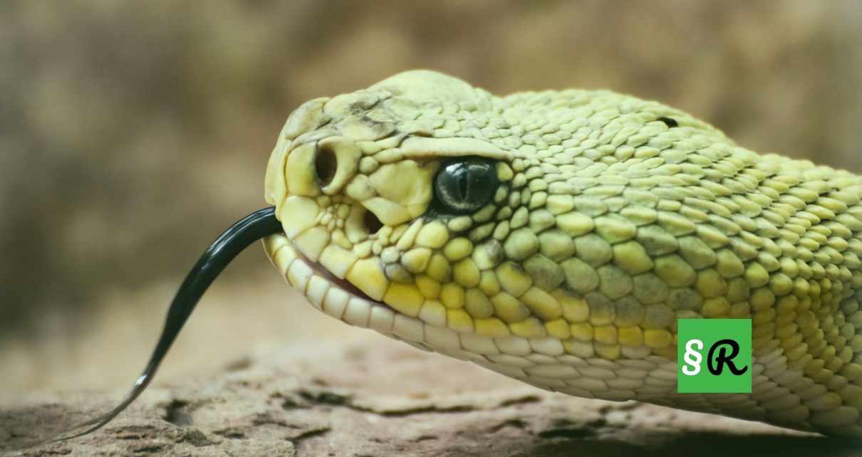 Содержание ядовитых змей в Германии разрешено