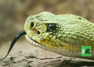 Содержание ядовитых змей в Германии разрешено