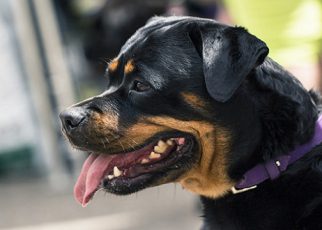 Охранная собака